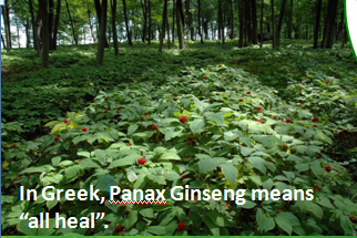 mmea wa ginseng